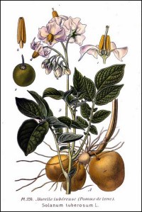 Solanum_tuberosum